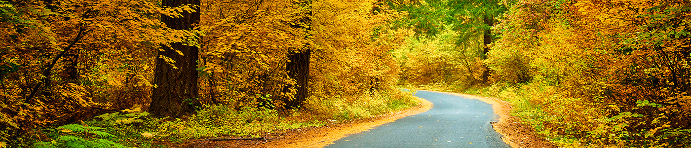 Fall colors surround a road in Lake Oswego, Oregon